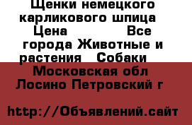 Щенки немецкого карликового шпица › Цена ­ 20 000 - Все города Животные и растения » Собаки   . Московская обл.,Лосино-Петровский г.